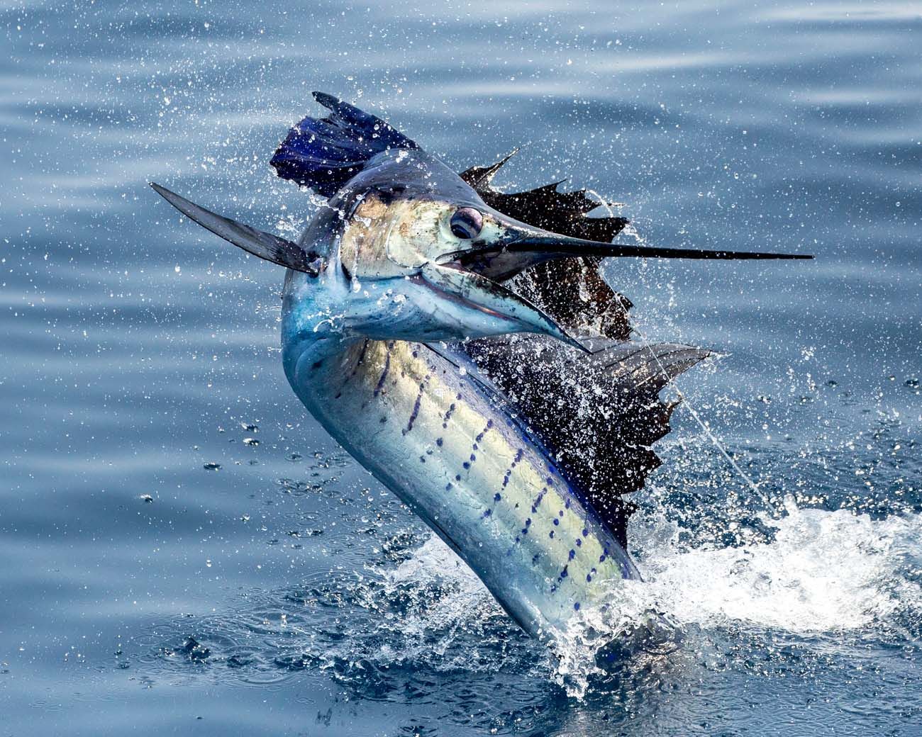 guatemala-sailfish13.jpg