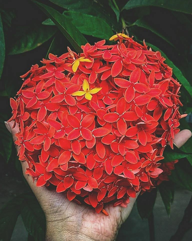 Red flower.jpg