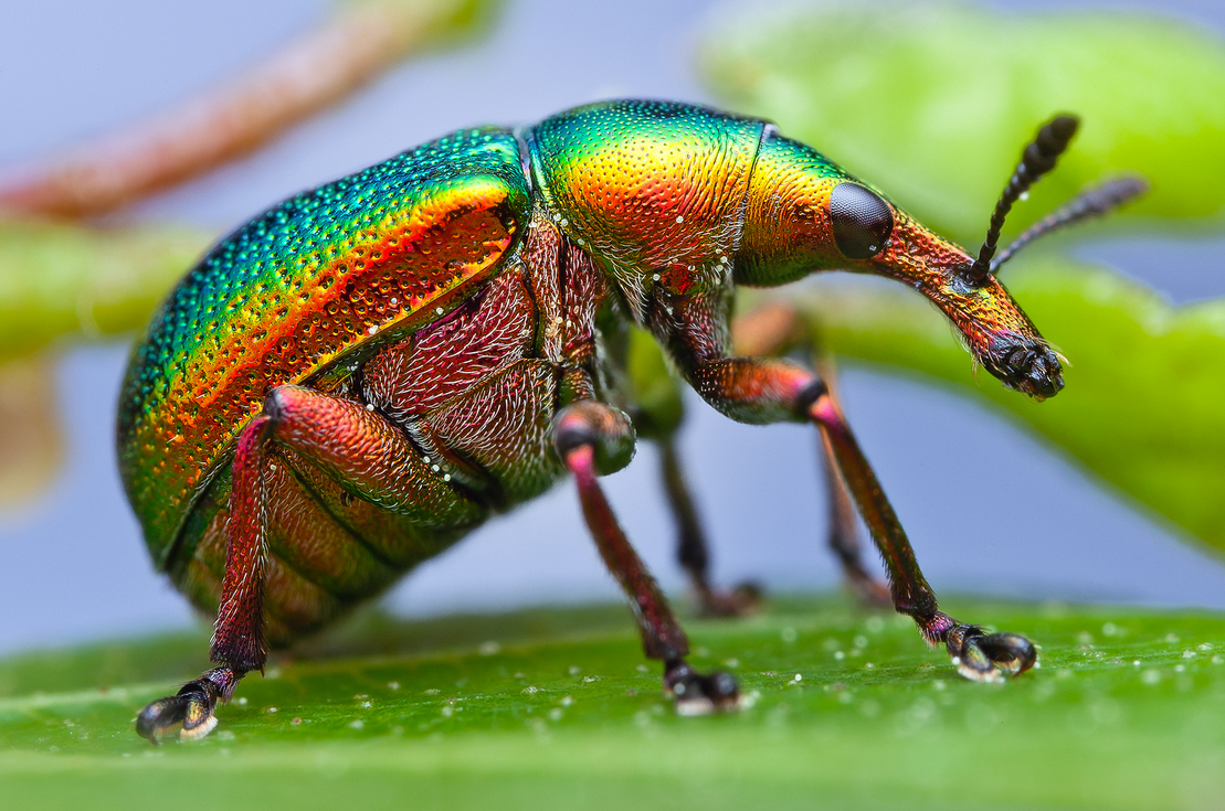 insects-closeup-03.png