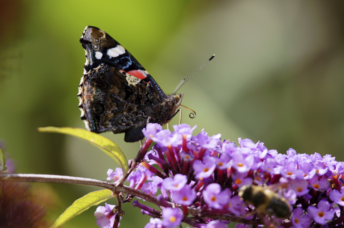 5928388444_372d04c741_o (FILEminimizer).jpg