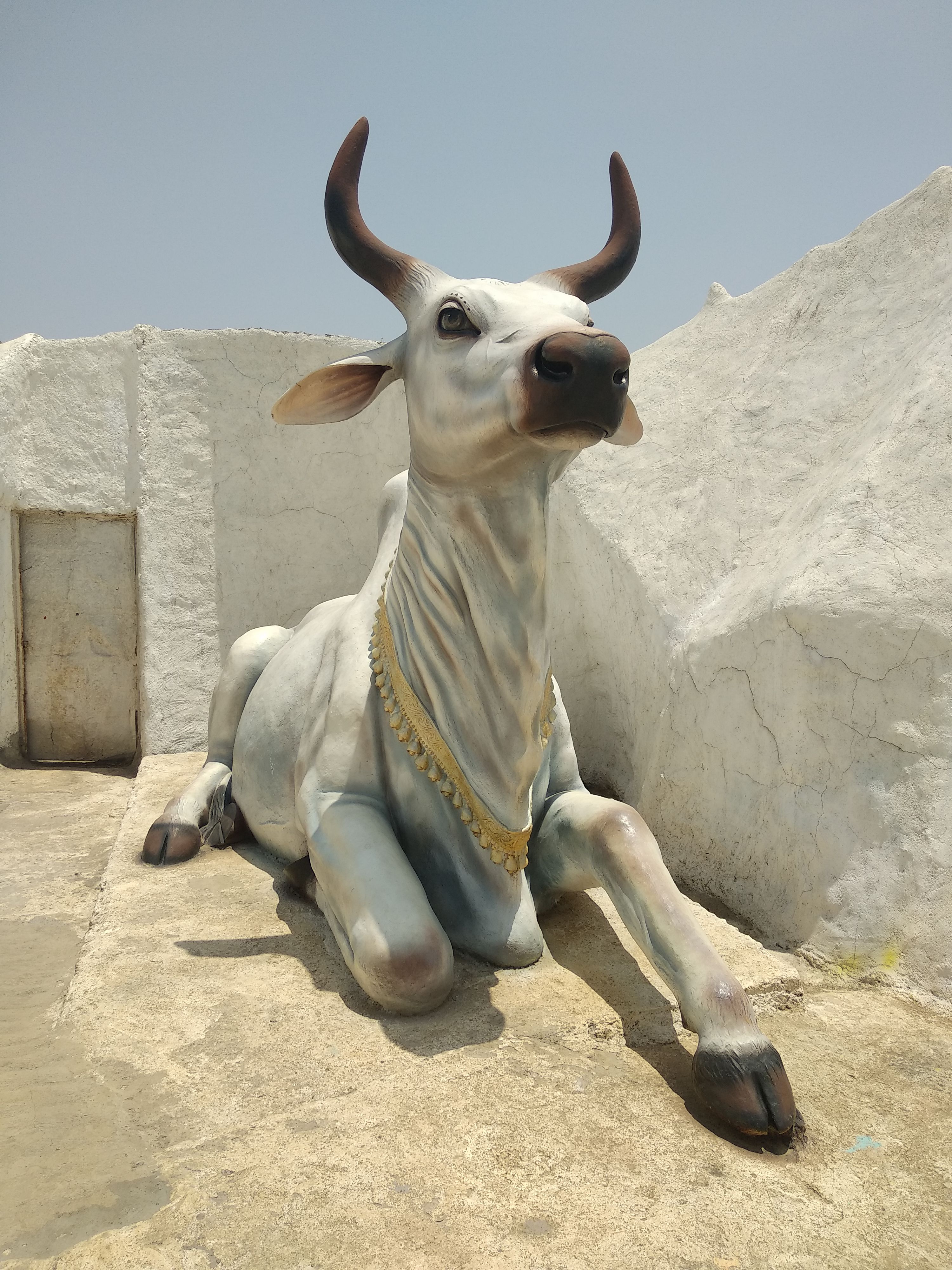 Nandi Cow - Photo Credits: Chetan Naik