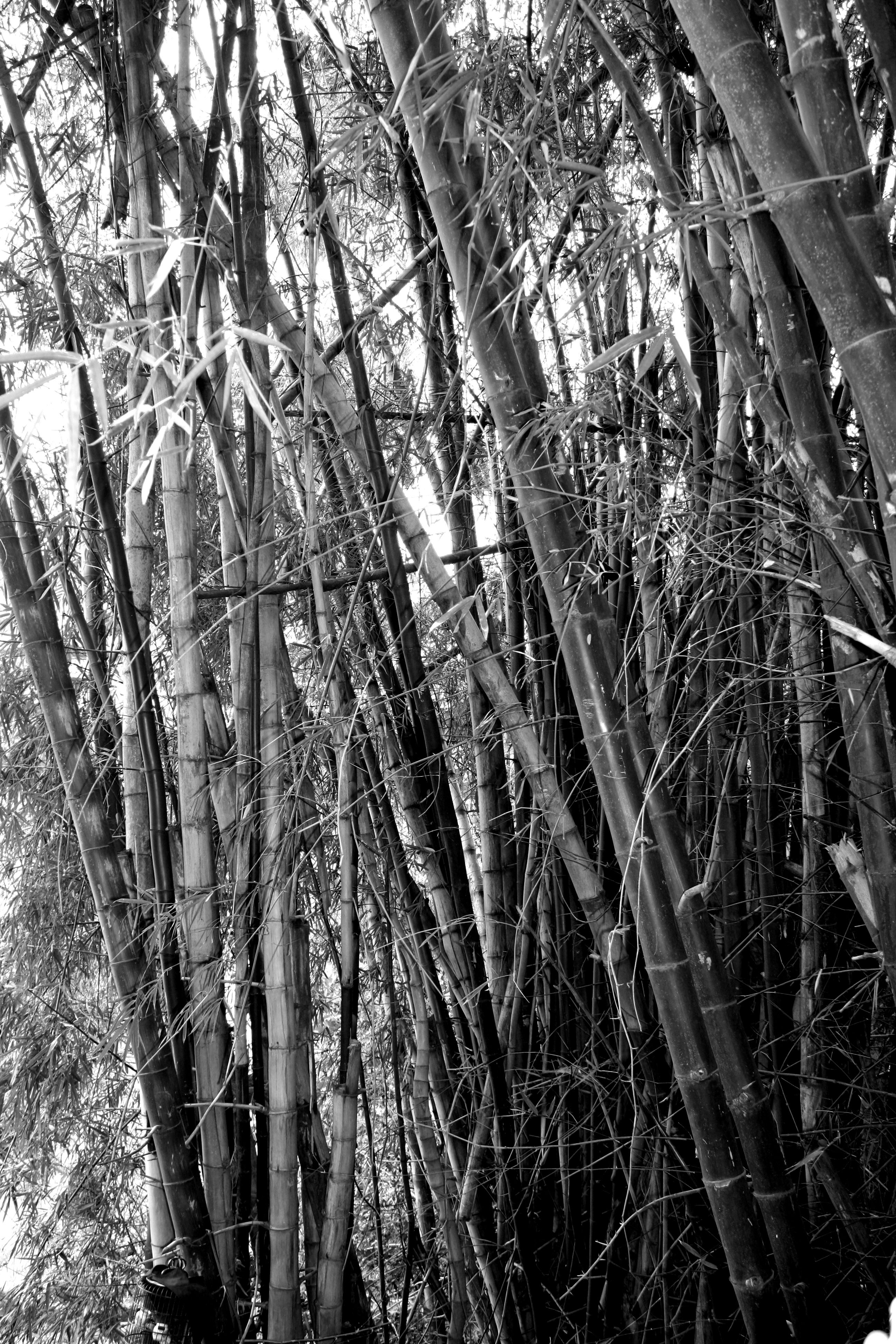 monomad trees 5.JPG