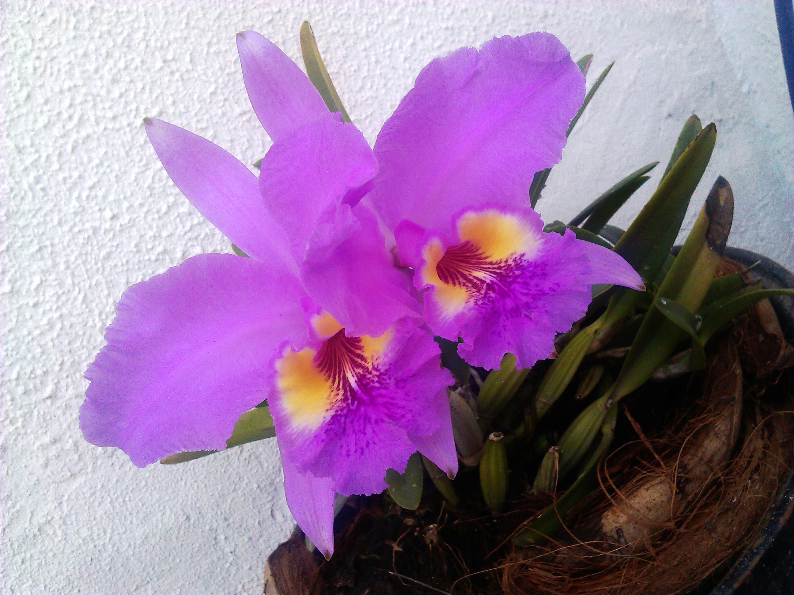 Mujer joven en concepto de belleza con flor de la orquídea