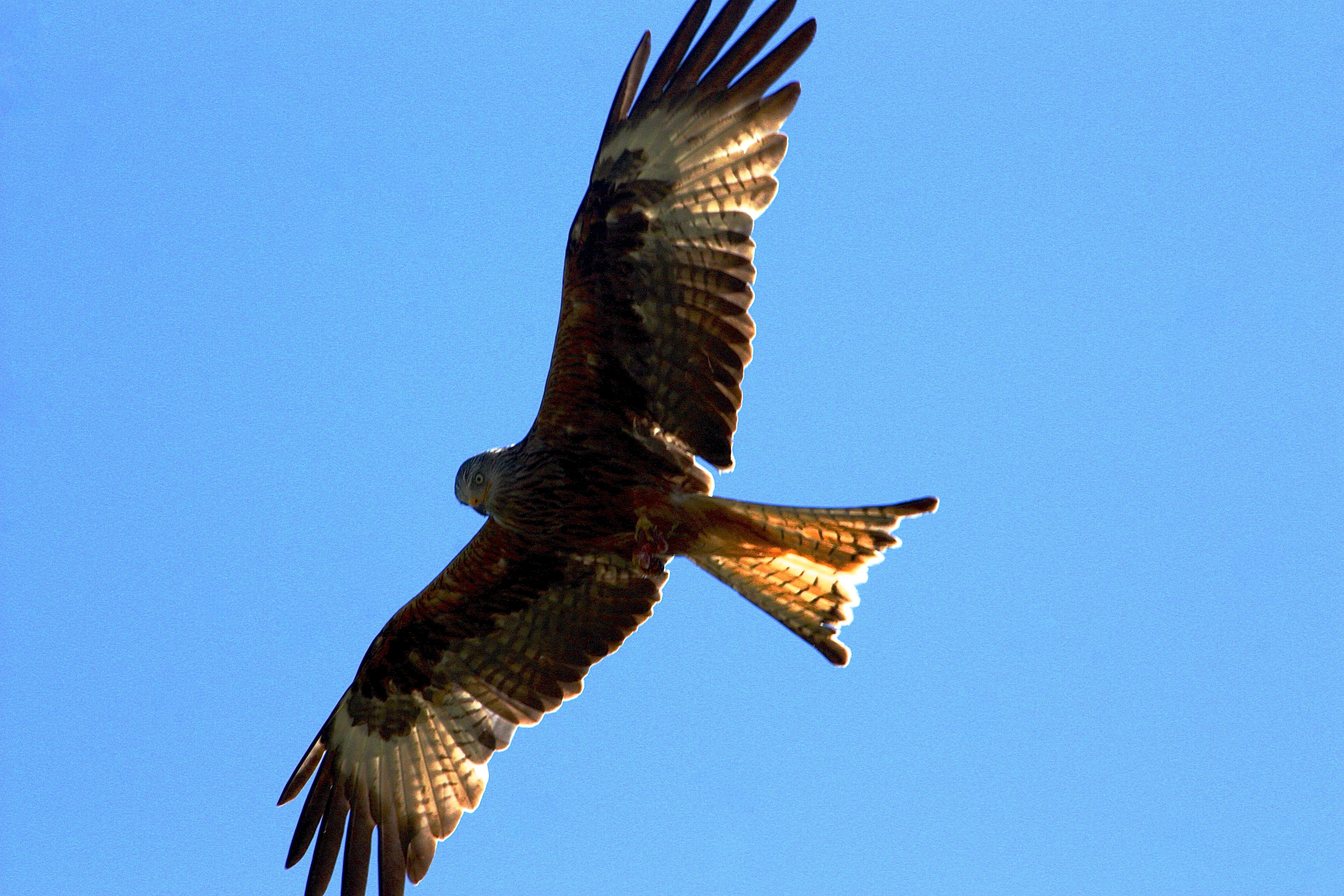 Redkite Other Year In Northwales Uk Steemit