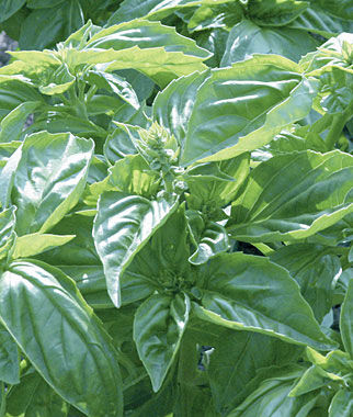 herbs basil genovese burpee.jpg