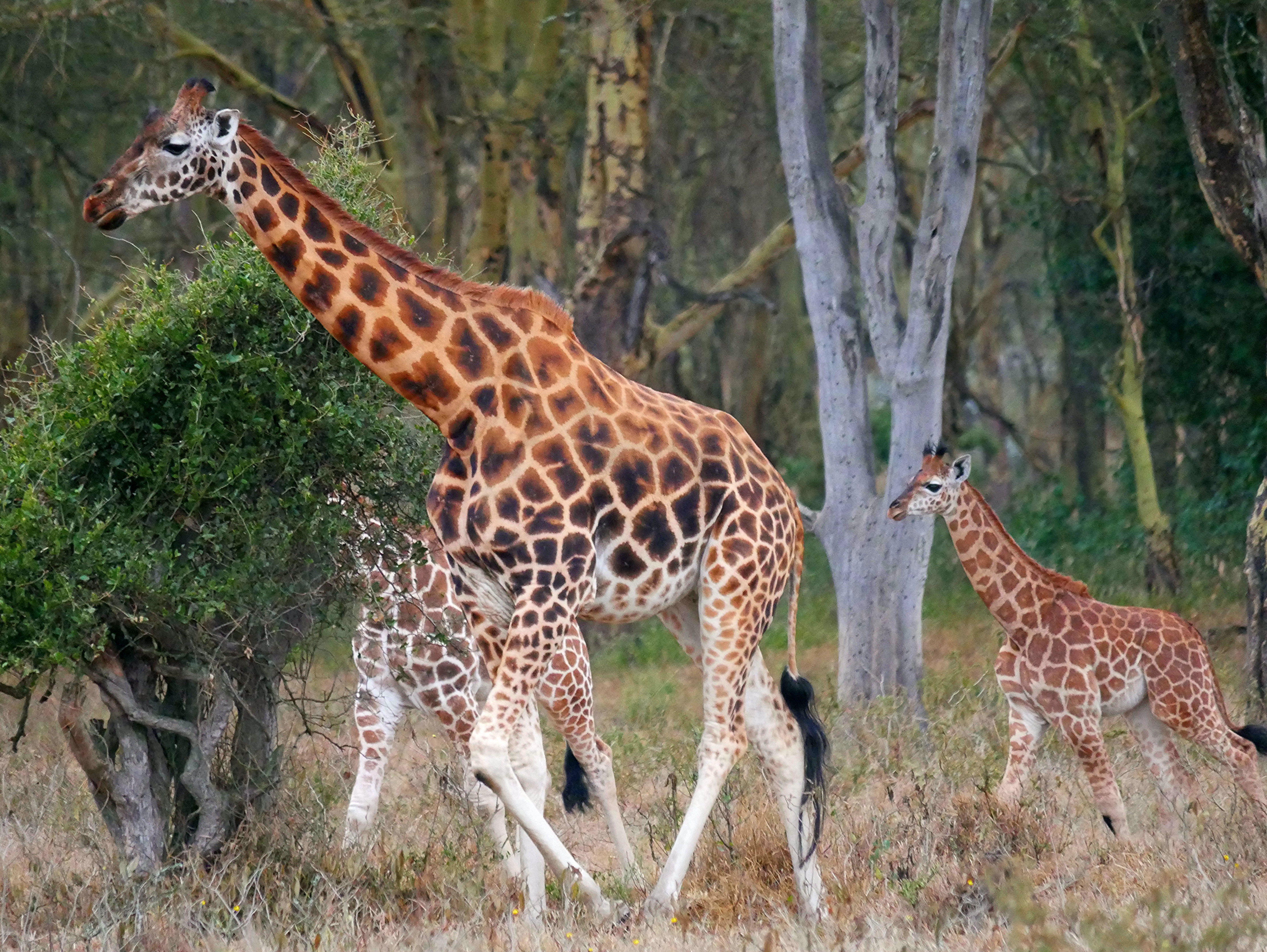 #1 Aberdare National Park, Kenya