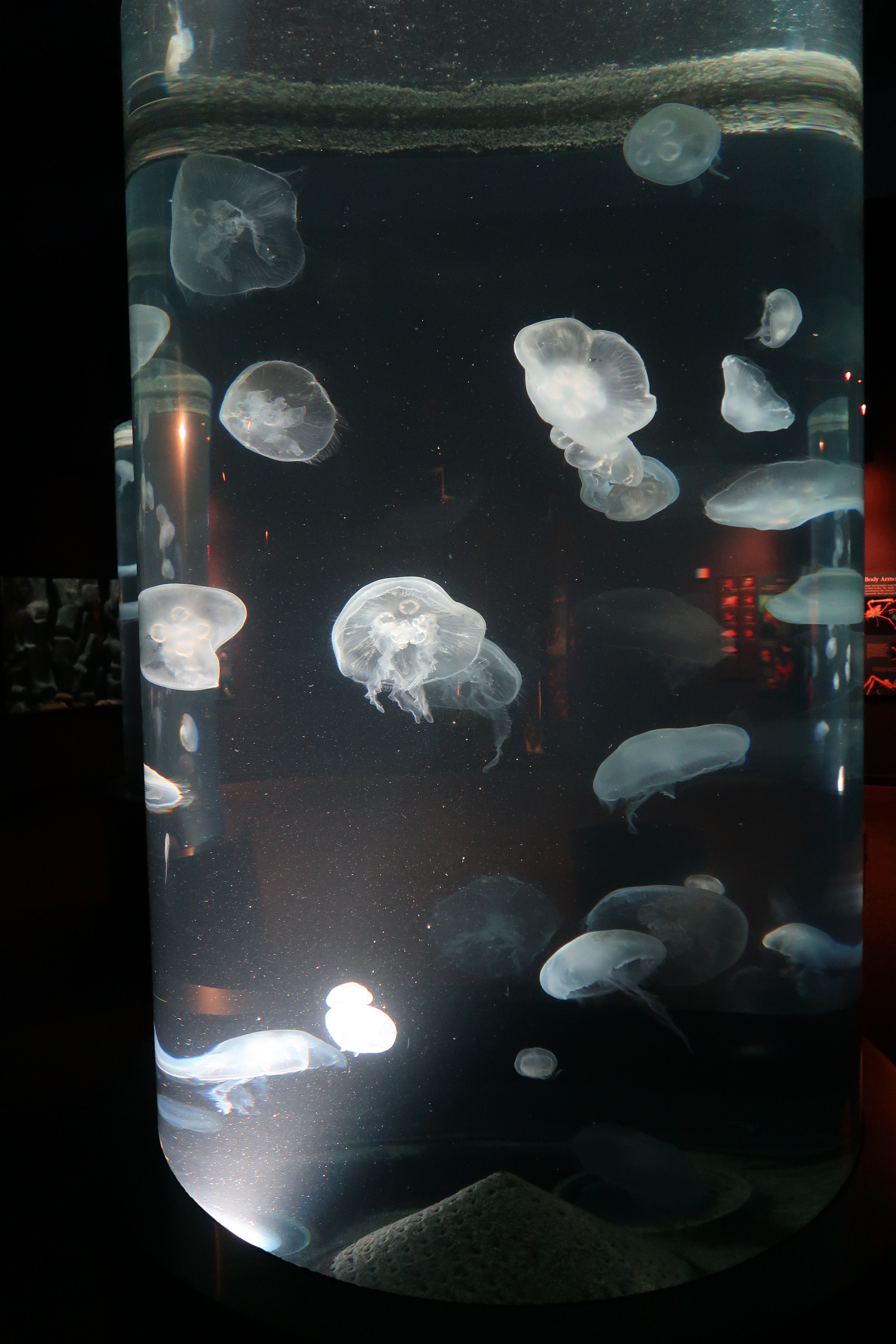 Jellyfish The Tennessee Aquarium in Chattanooga.JPG