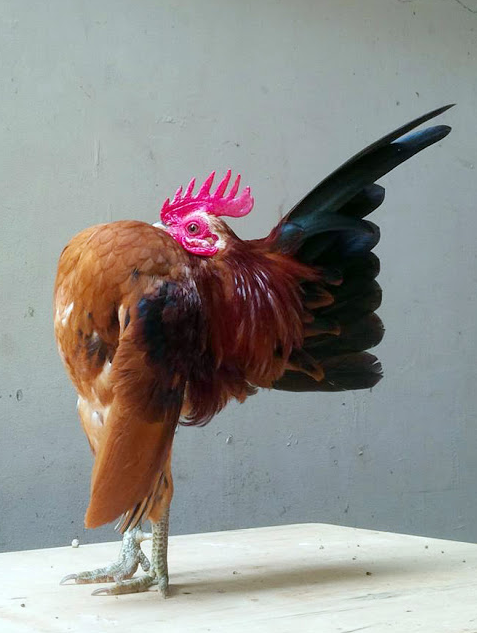 ayam serama raf.png