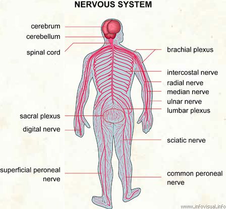 nervous system main parts