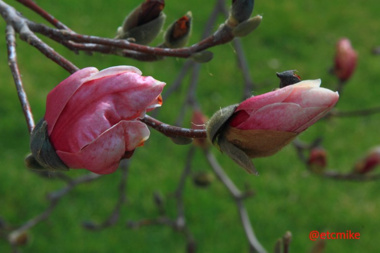 saucer-magnolia-tree-A24-saMag-04.JPG