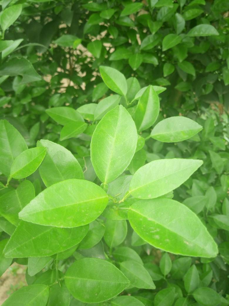 WhatsApp Image 2018-04-15 at 11.22.01 AM.jpeg