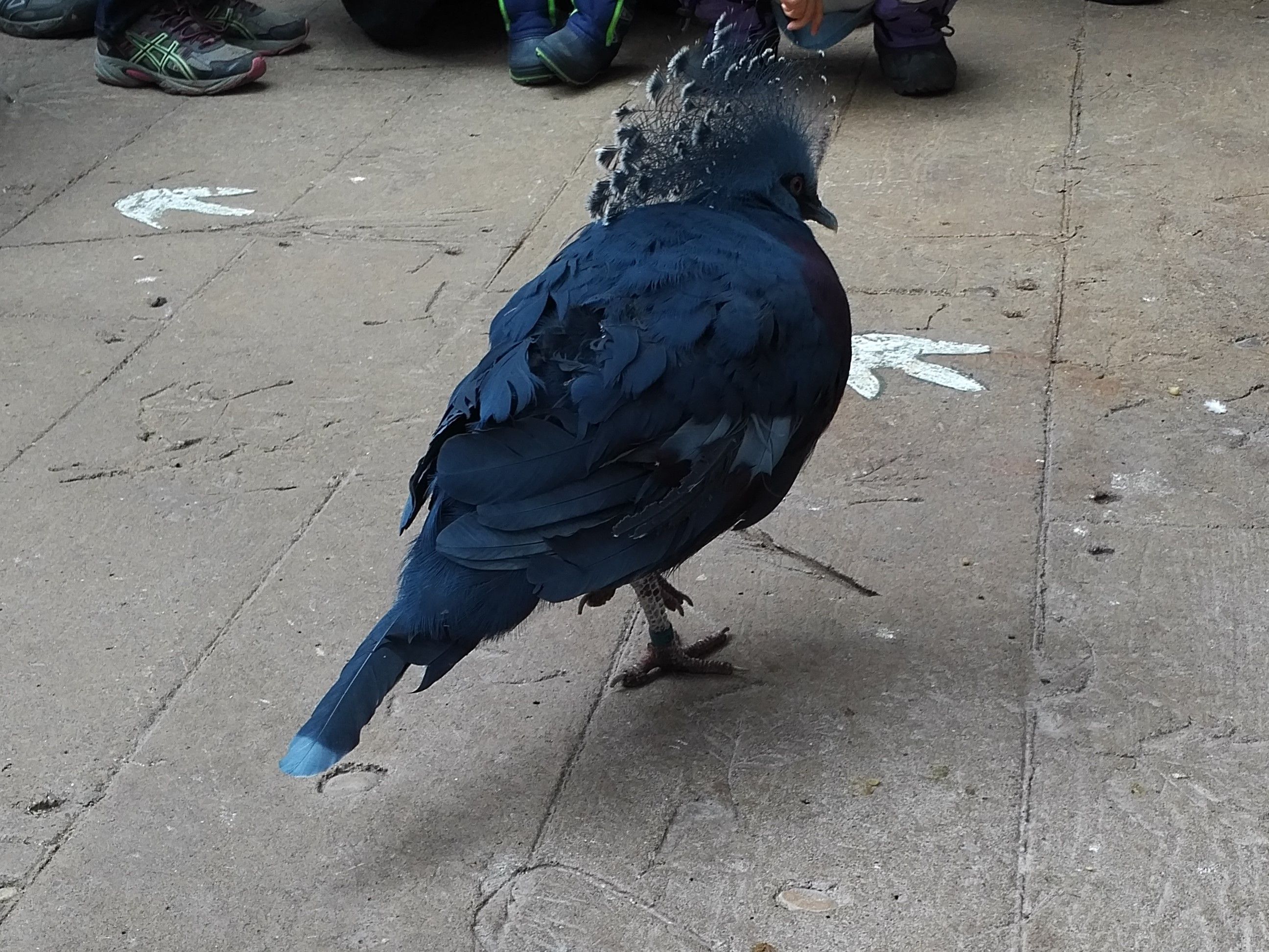Victoria Crowned Pigeon.jpg