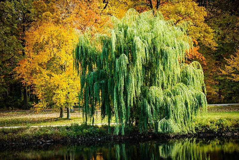 Weeping-Willow-on-Lake-Bank.jpg