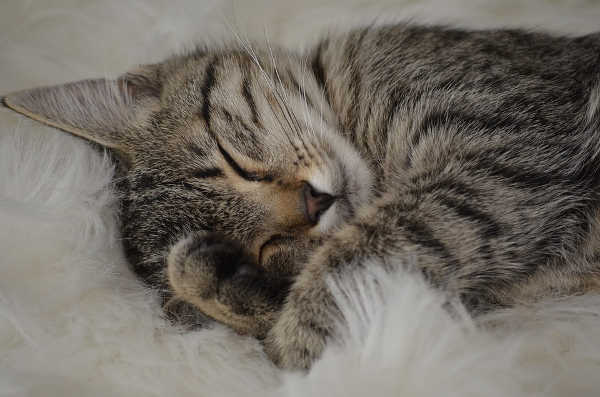 cat-sleeping.jpg