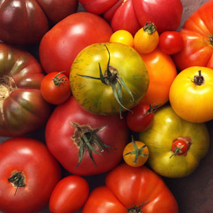 tomatoes_bunch.jpg
