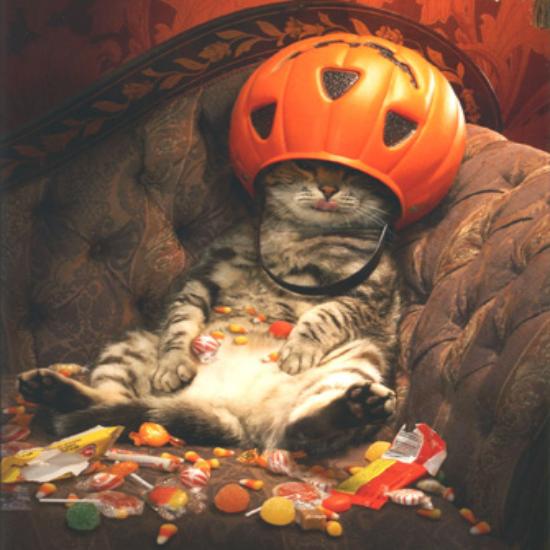 cat with halloween candy2111.jpg