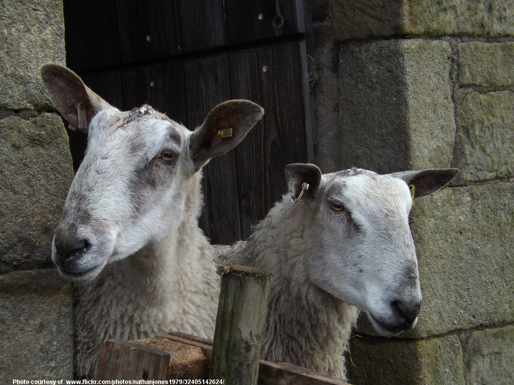 GoatsLookingFromShed-001-010118.jpg