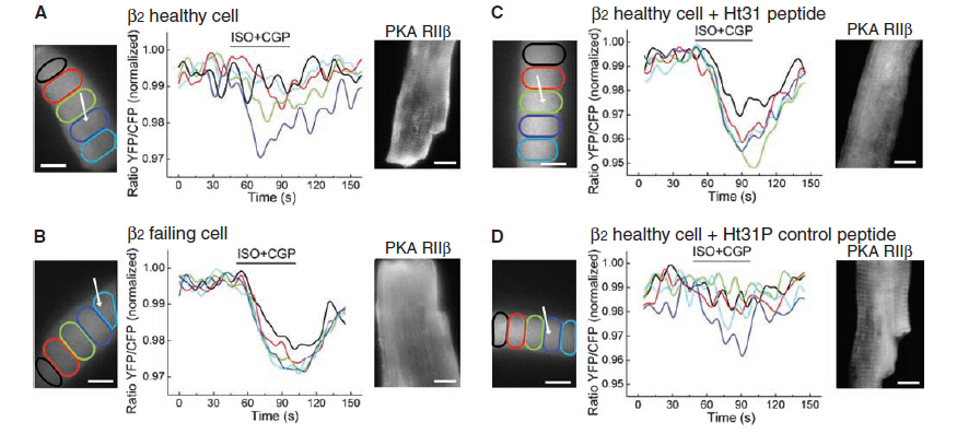 signal transduction.PNG