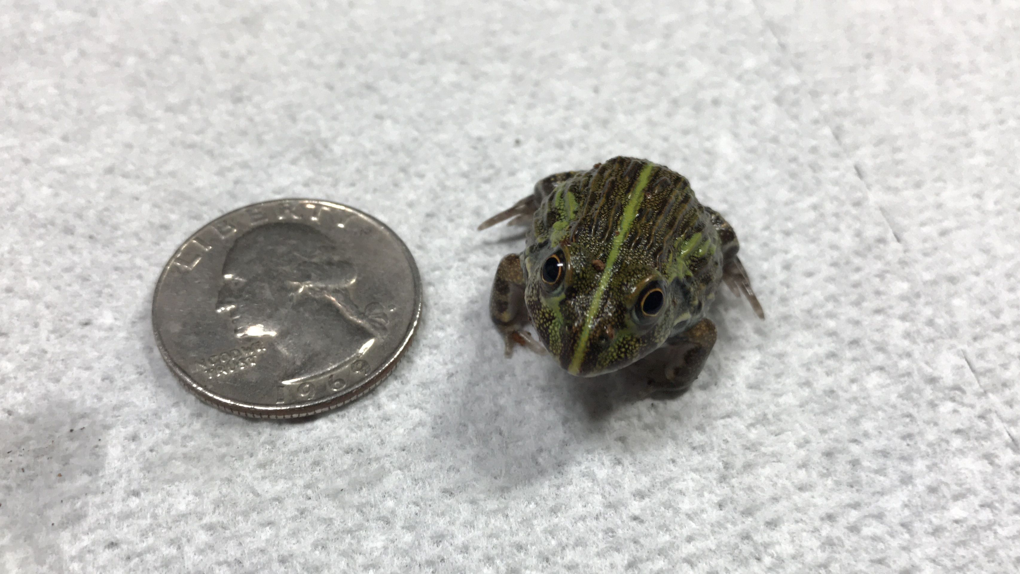Peter the Baby Pixie Frog — Steemit