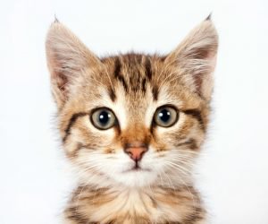 cute-kitten-300x250.jpg