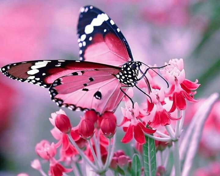 043e749306e8306139eafd279760cf61--beautiful-butterflies-flowers-butterflies.jpg