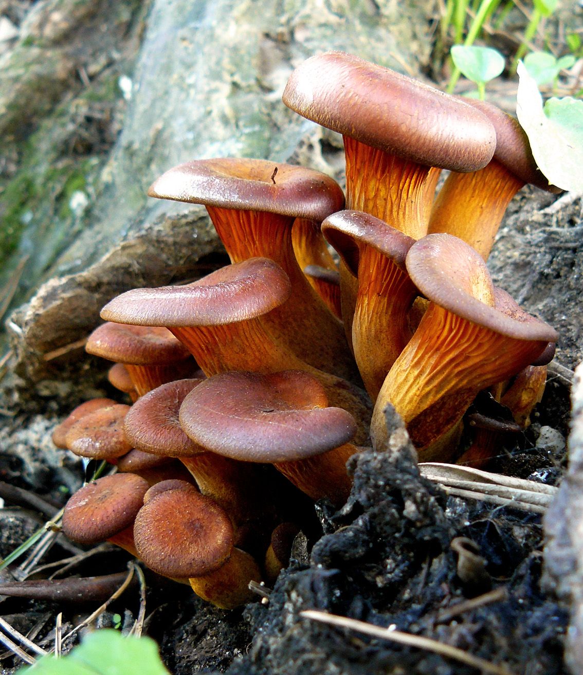 mushrooms brown bunch.jpg