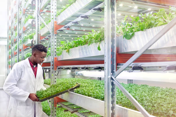 urban-hydroponics-farm-with-worker-inspecting-salad-picture-id638619980.jpg