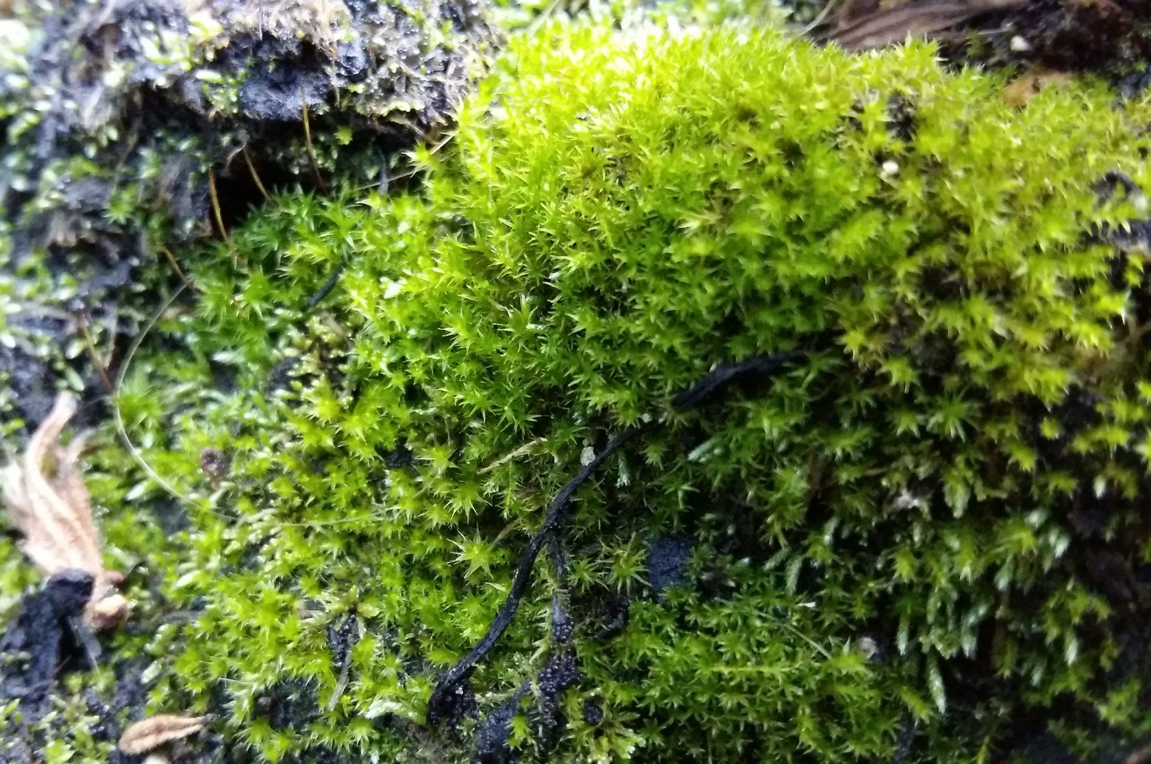 green moss.jpg