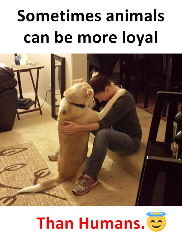 Sometimes Animals Can Be More Loyal Than Humans — Steemit