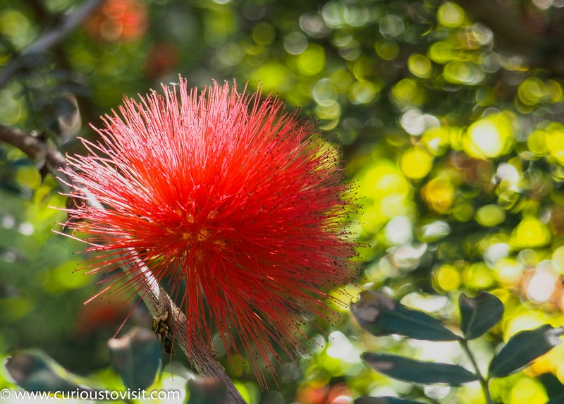 Tenerife_BotanicalGardens_PuertodelaCruz.jpg