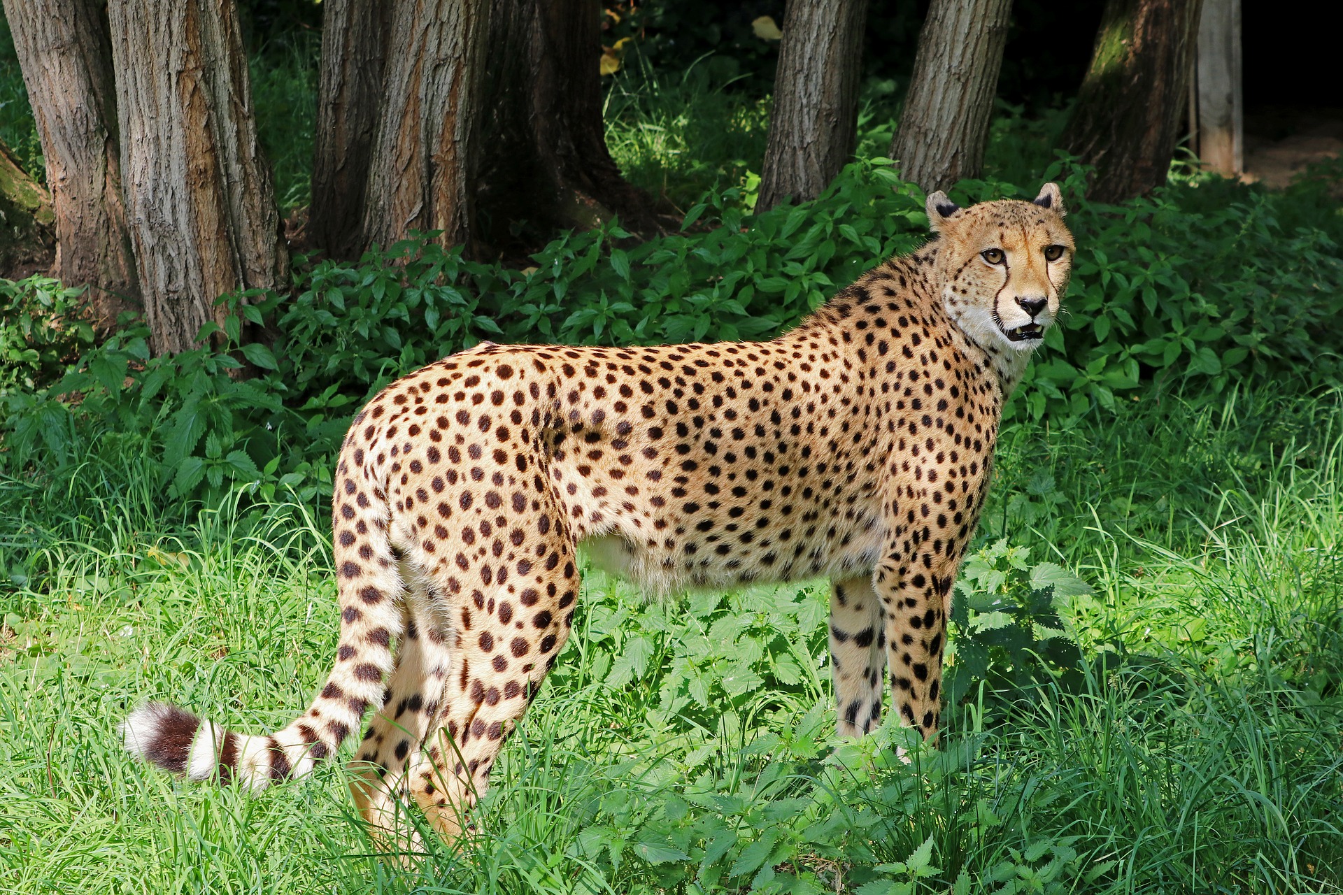 cheetah-2477275_1920.jpg