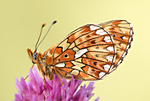 Silberfleck-Perlmutterfalter (Boloria euphrosyne)_CI4A6065-BFx.jpg