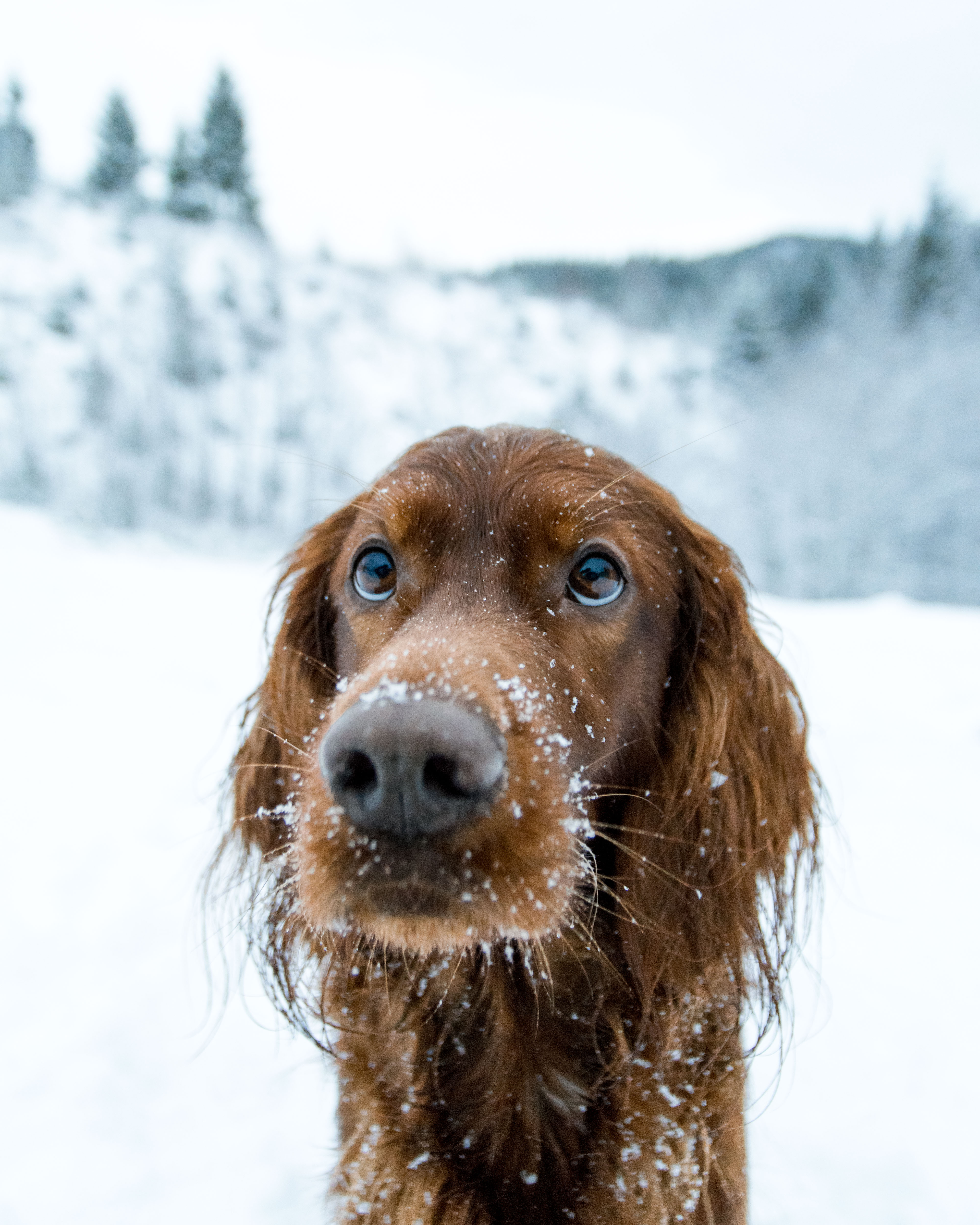 Сеттер собака. Ирландский сеттер. Сеттер терьер. Ирландский сеттер мини. Irish Setter собака.