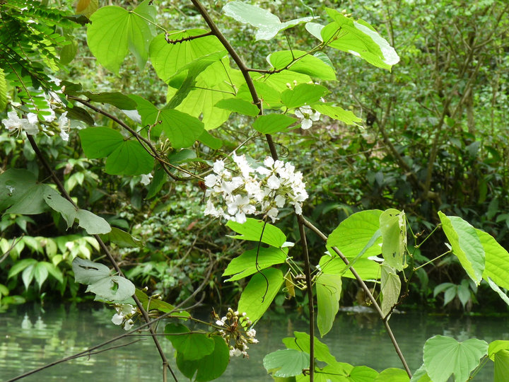 Flower next the the river