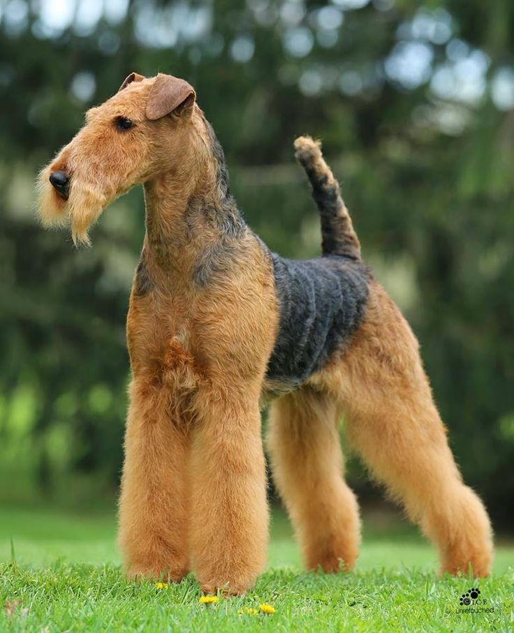 cuantos abrigos tiene un airedale terrier