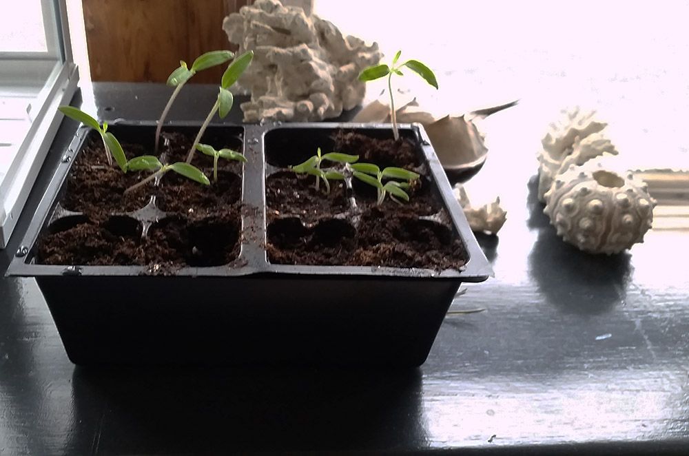 feb26seedlings3.jpg