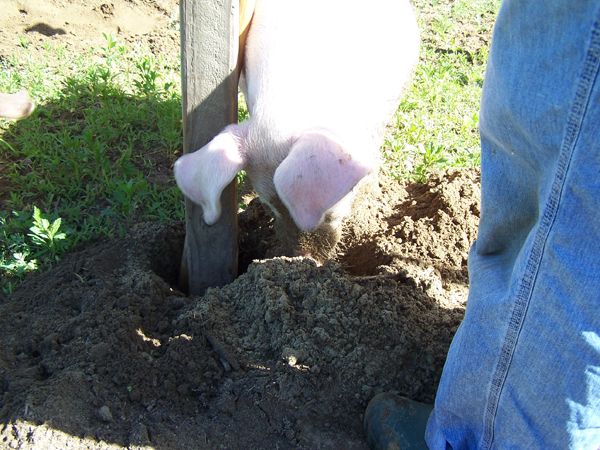 9.Piggy Dripper help8 crop June 2014 .jpg
