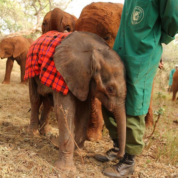 20-the-david-sheldrick-wildlife-trust-orphan-project-nairobi-kenya-africans-for-elephants.png