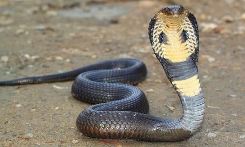 Ular-Sendor-Raja-King-Cobra.jpg