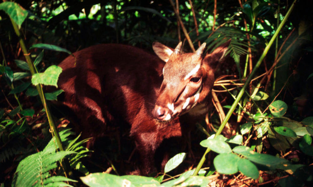 Saola.jpg