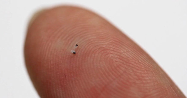 micro-scallop.jpg