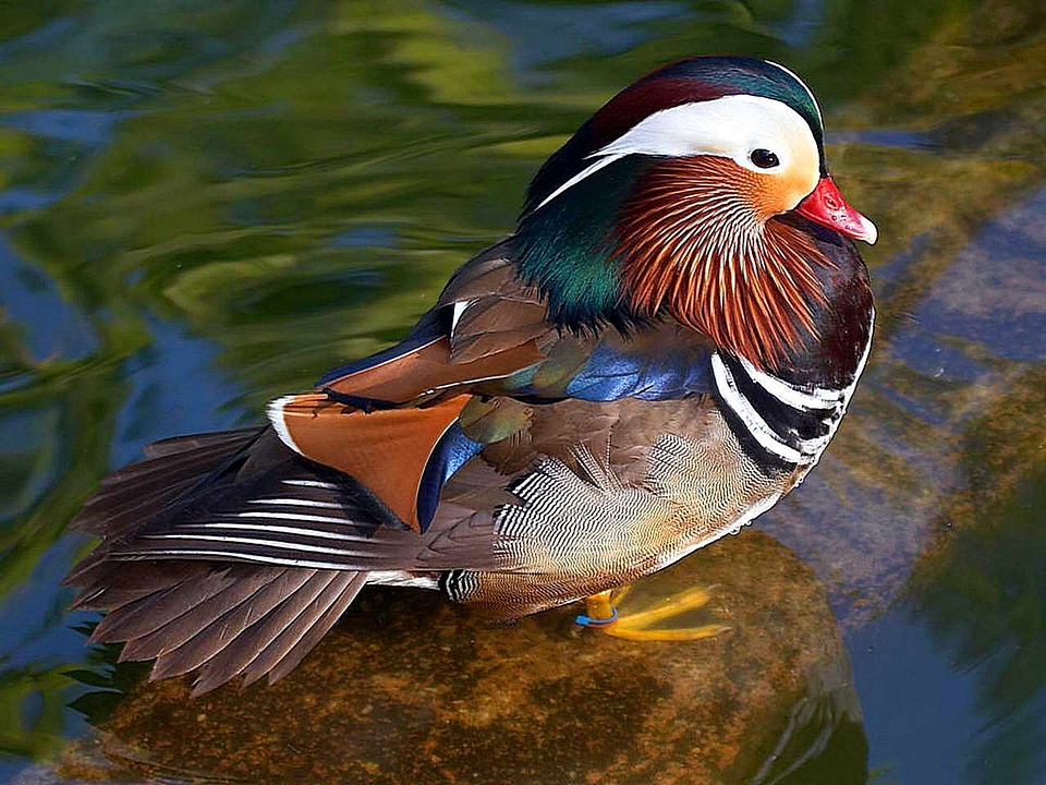 mandarin-duck-2011101_960_720.jpg