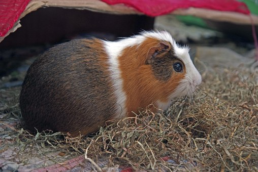 guinea-pig cuy 2.jpg