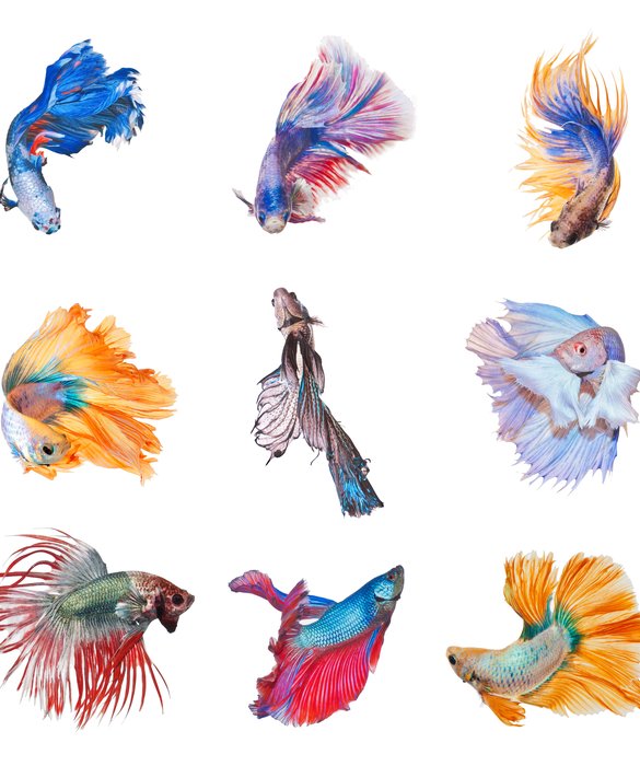 6-104894-betta-fish-tails-1433290771.jpg