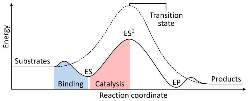 Enzyme catalysis.png