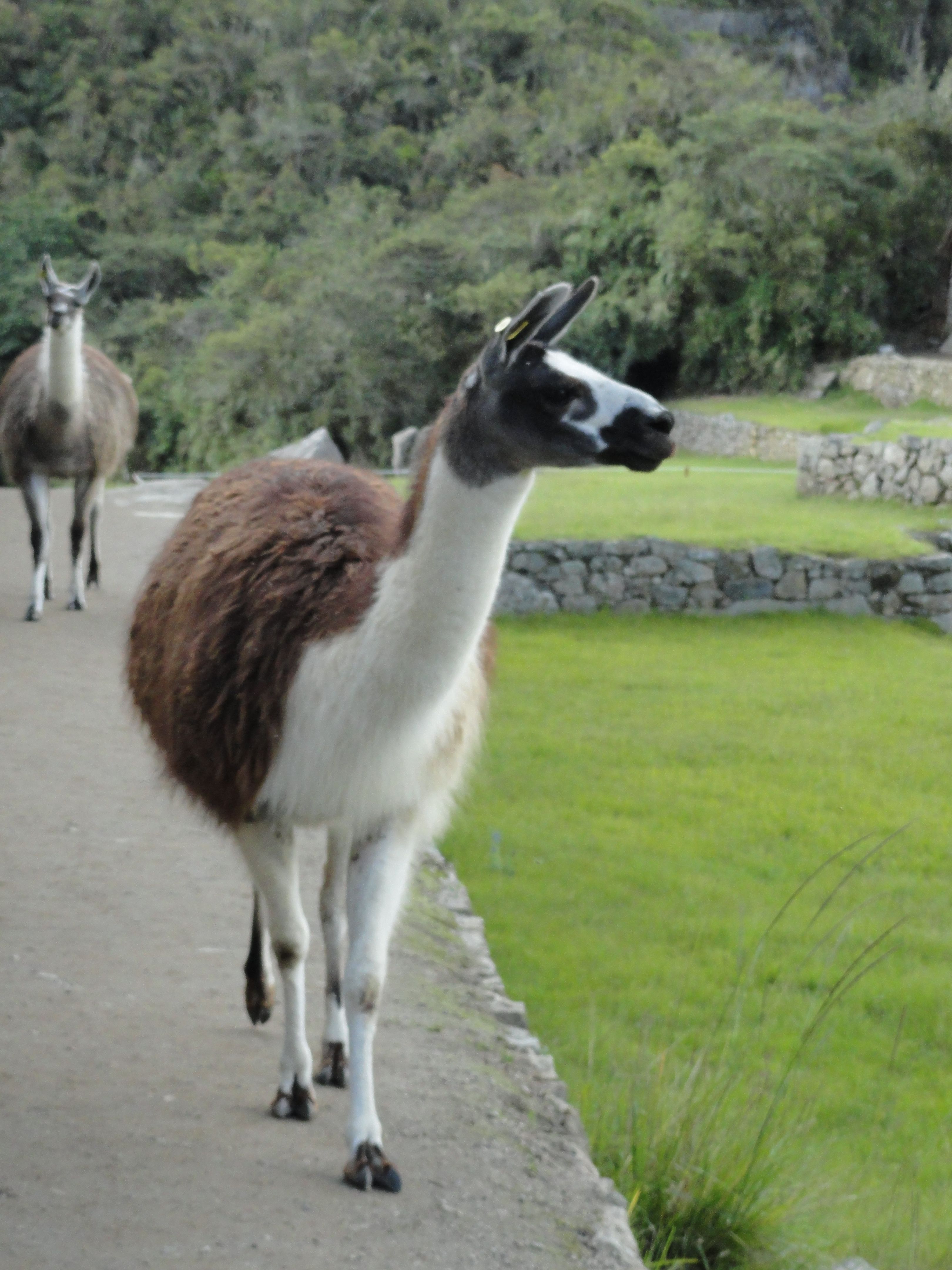 Machu Picchu Afternoon Walk77.JPG