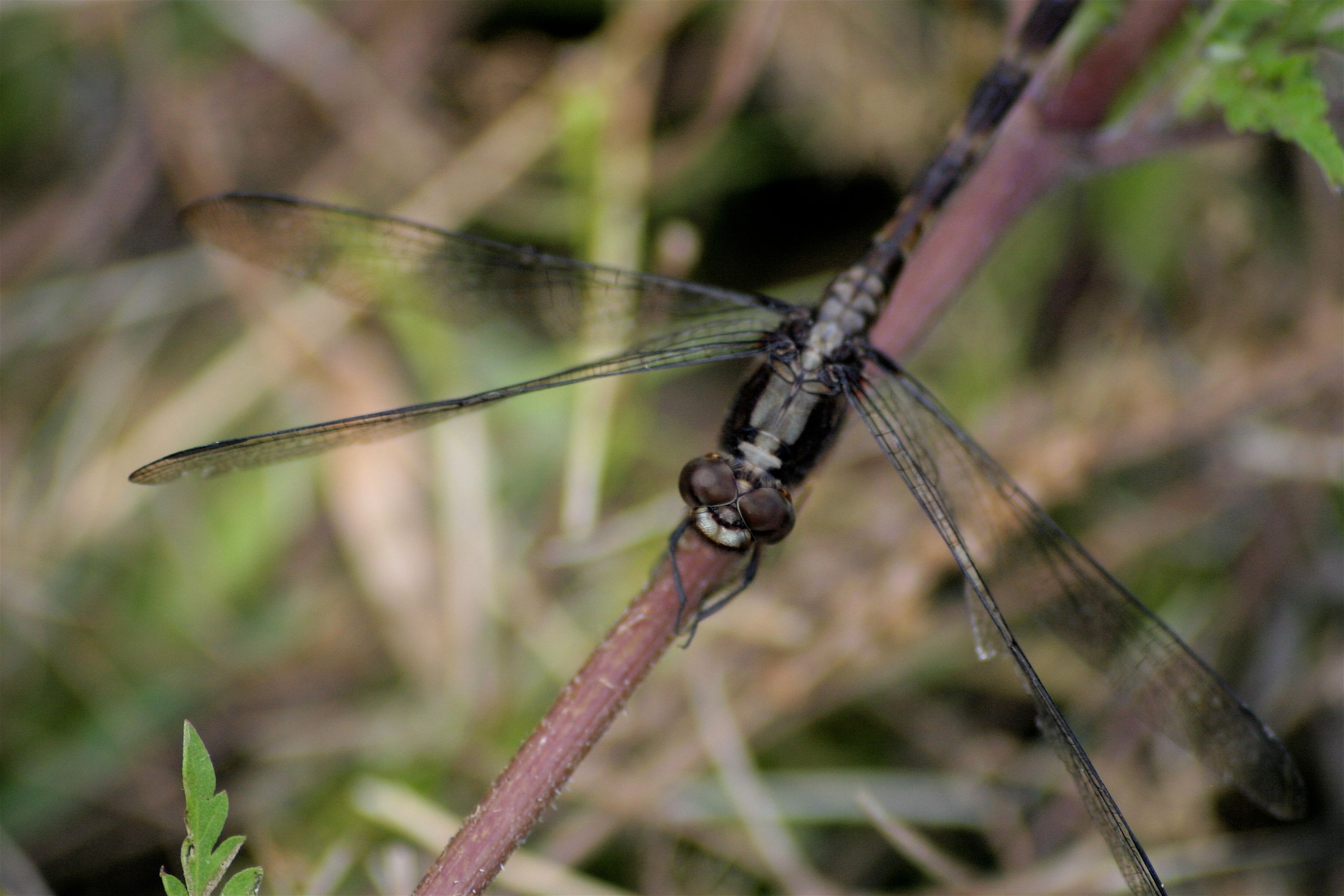 dragonfly 4-1.jpg