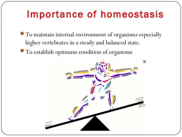 importance of homeostasis.jpg