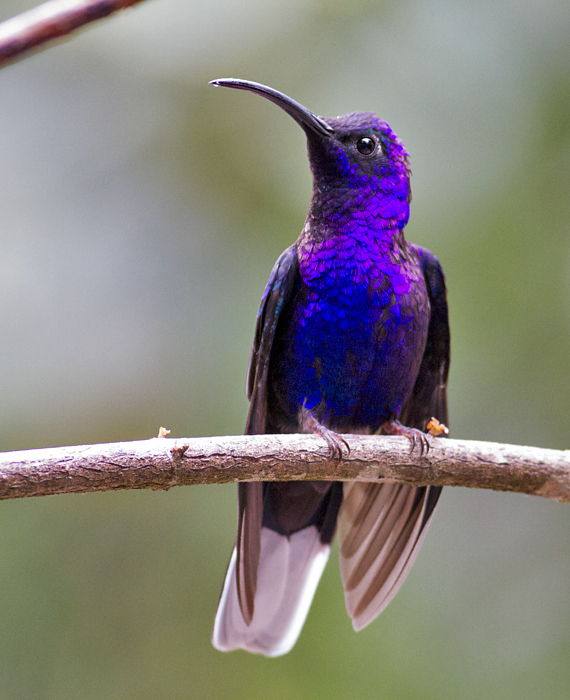 Violet-Sabrewing-male-Monteverde-Costa-Rica-24-Feb-2013-Edited-IMG_2454.jpg