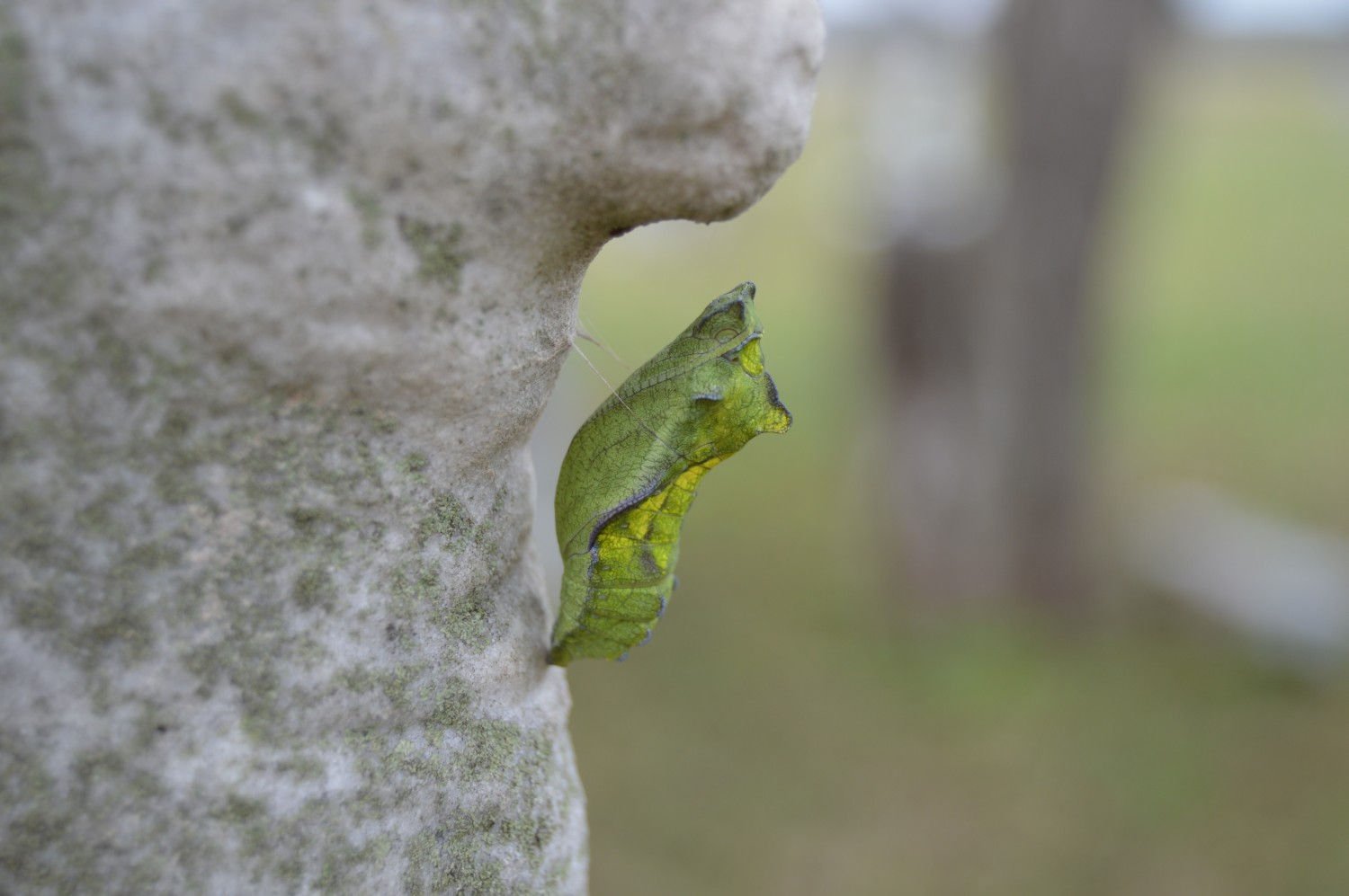 _absolutely_free_photos_original_photos_green-cocoon-on-tree-6016x4000_66419_absfreepics_small.jpg